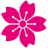SakuraKooi