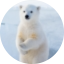 白熊の小站