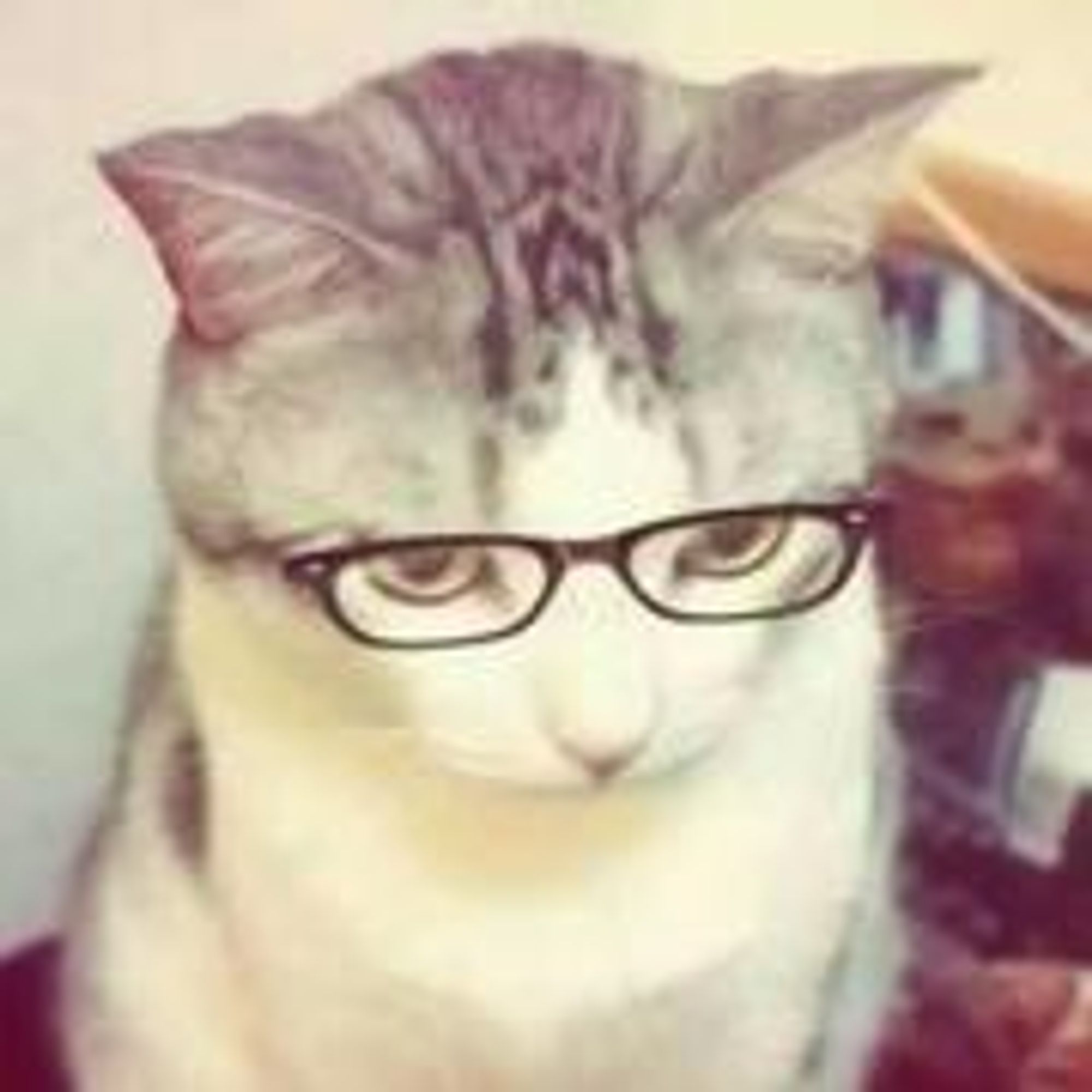 只是一只猫