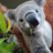 TechKoala