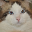 猫猫的博客